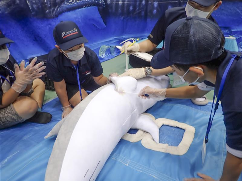 獣医療スタッフの仕事～水族館～